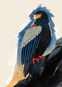 Bateleur